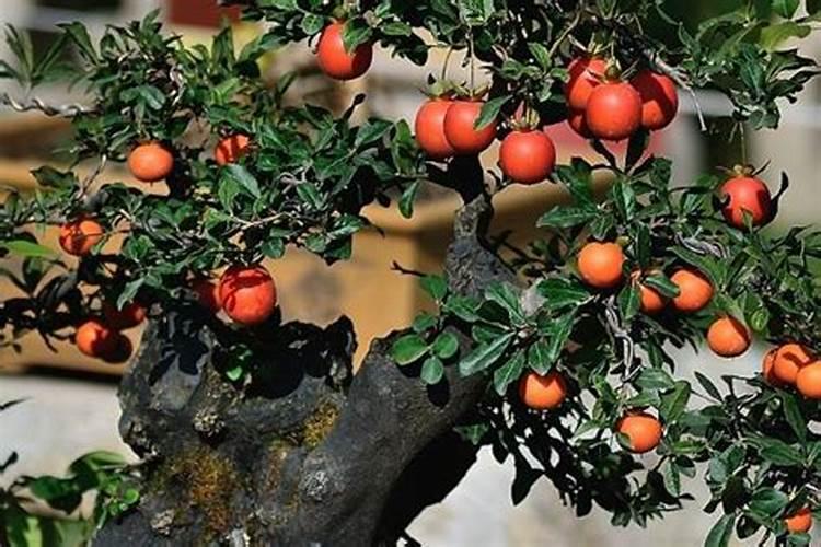 金弹子秋季施什么肥