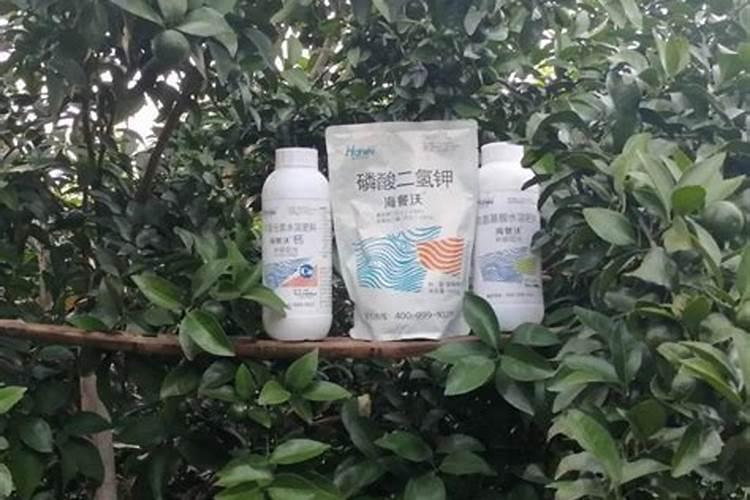柑橘挂果用什么钙肥比较好？