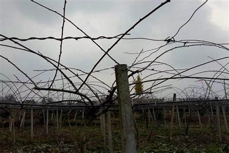 冬季果树施肥技术有哪些