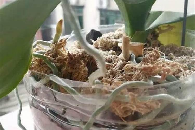 油枯怎么做肥料