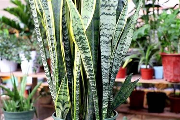 兰盆里面养什么比较好