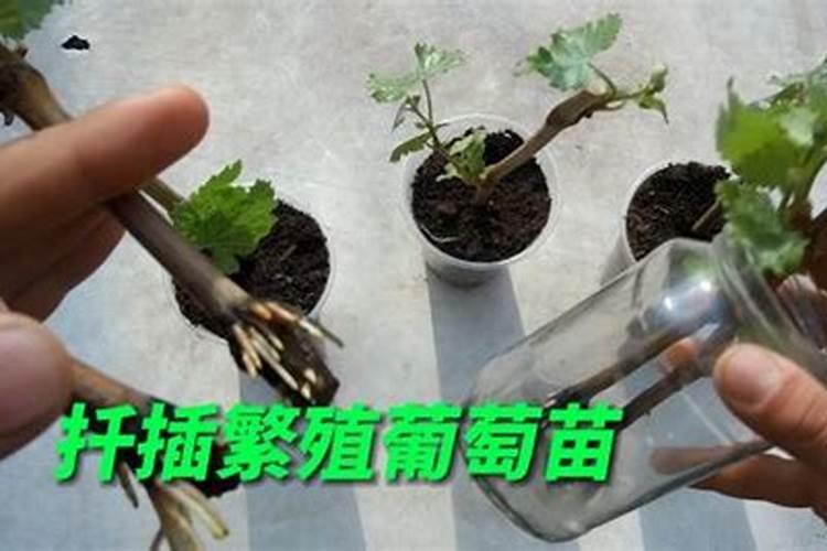 葡萄小苗用什么肥长得快