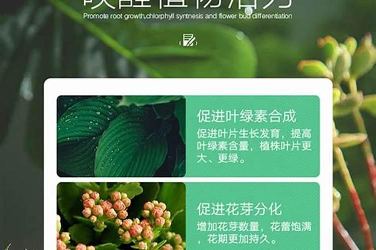 三角梅用什么肥料开花
