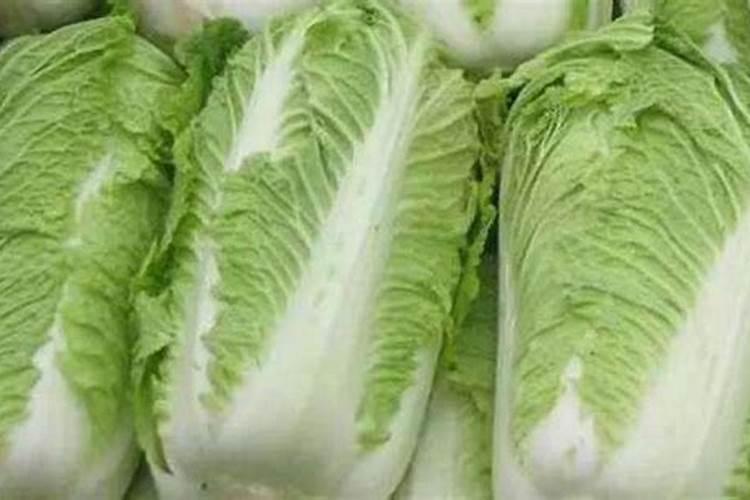 大白菜包心期能喷生根剂吗怎么喷