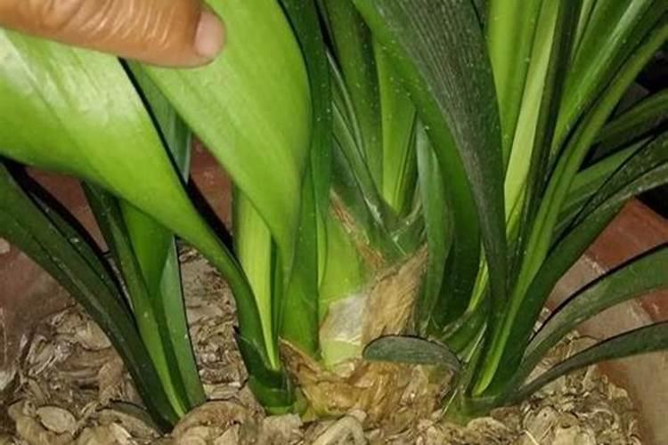 君子兰花需要上啥肥