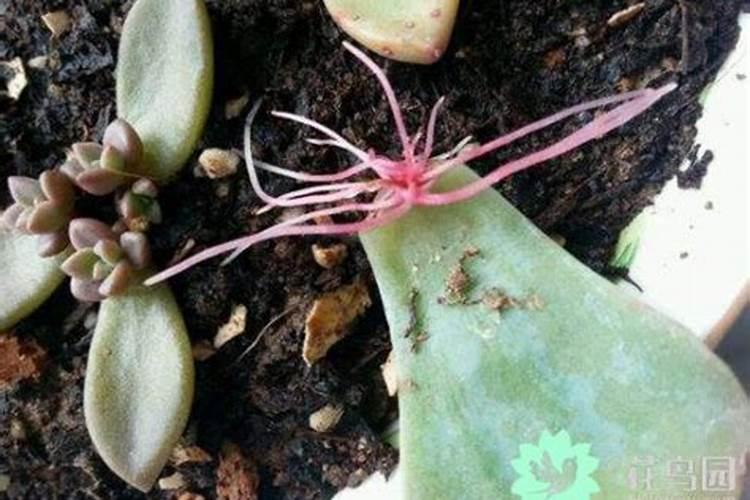 遇到多肉植物长不胖怎么办？
