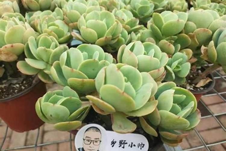 老师好!我养的多肉怎么也不胖,有啥妙招？