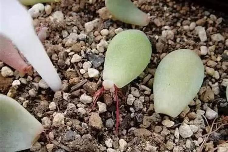 为什么我的多肉养的不肥