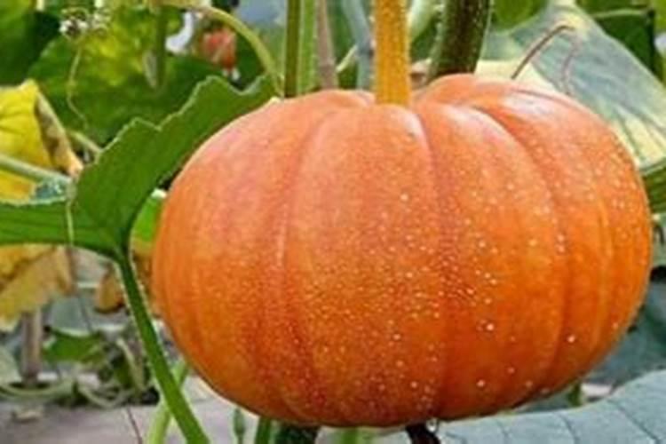 农资批发农药购买平台有哪些？