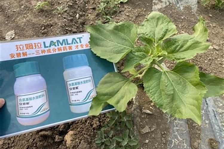 解肥害药害什么效果好