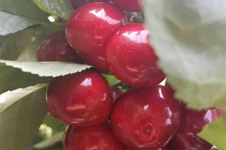 帝益肥使用效果反馈,怎么样