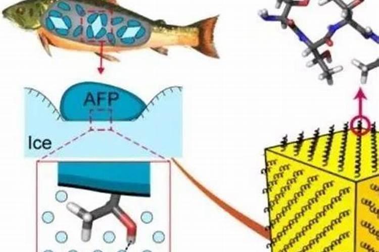 鱼蛋白对植物的作用
