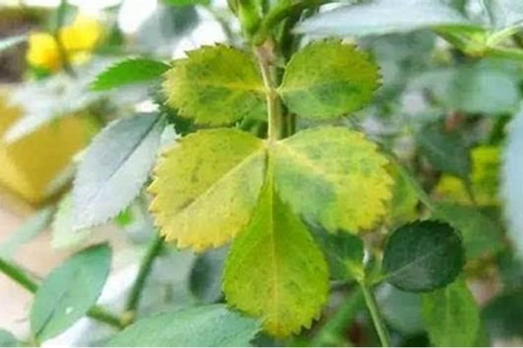 月季施肥过多烧根了怎么办？