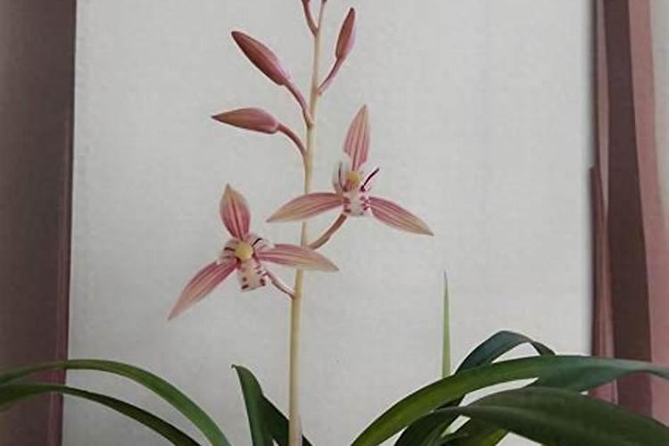 兰花花肥用什么合适,肥料制作与使用方法