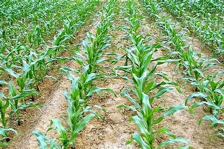 种玉米施肥用什么肥料好？