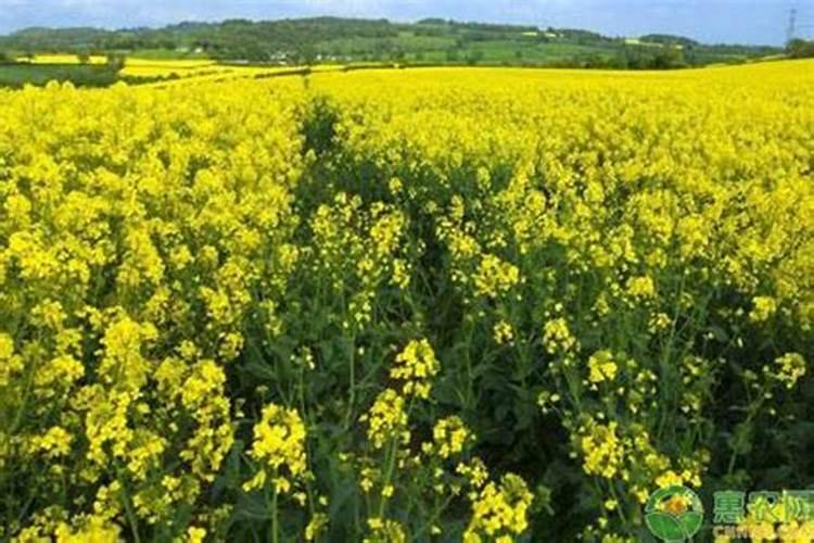 油菜籽和化肥一起播种