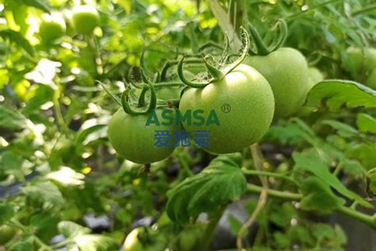 番茄挂果后怎么施肥 番茄施肥用什么肥料好