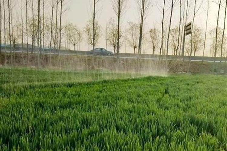 施叶面肥多久浇一次水最好