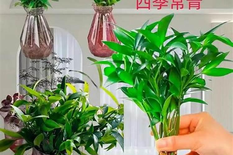 水培绿萝用什么肥料