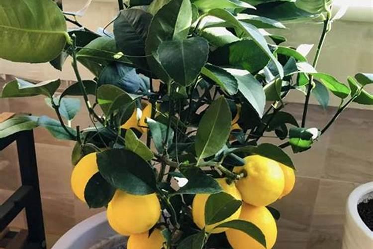 柠檬树需要高蛋白还是低蛋白肥料