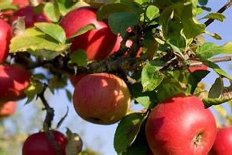 苹果树补钙几月份最好