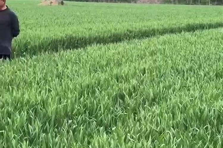 国内水溶肥生产厂家哪个好？国内水溶肥生产厂家哪家好？