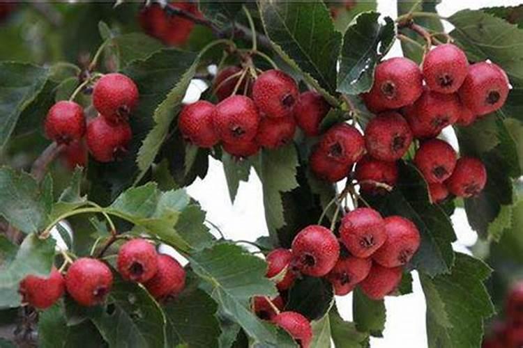 山楂树需要施什么肥,什么时候施肥好