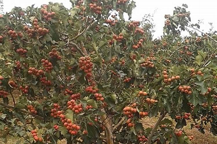 山楂树用什么肥料最好