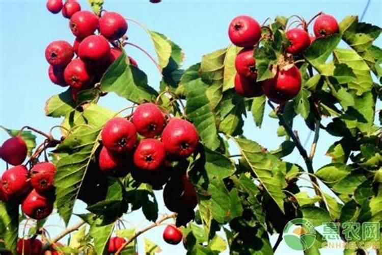 山楂树需要施什么肥,什么时候施肥好