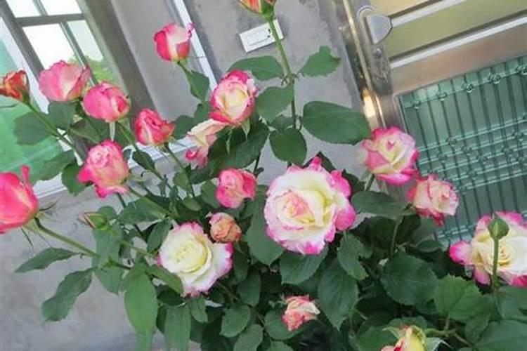 牛奶浇花后屋里很臭怎么办