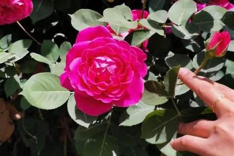 浇花肥水一屋子臭味怎么办