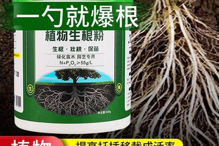 什么水溶肥能促进根系发达？果树如何育苗快速生根？
