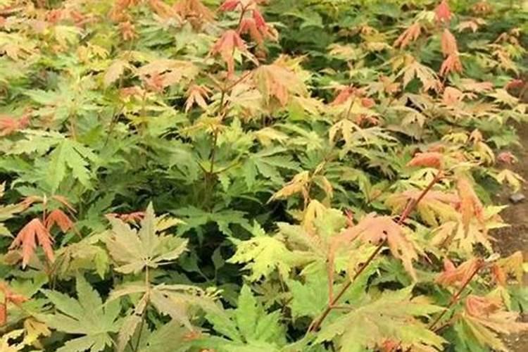 五角枫大树怎么移栽？五角枫裸根栽植技术