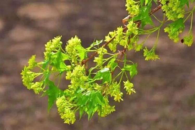 五角枫用什么肥料好