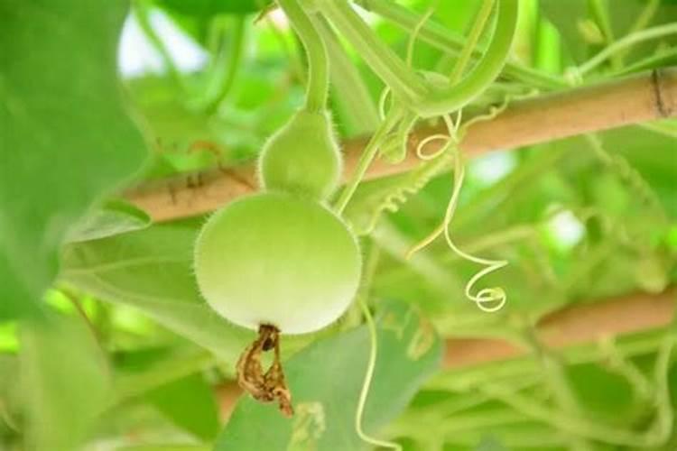 葫芦施肥施什么肥