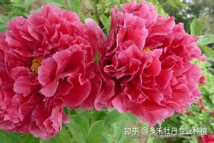 牡丹花怎么施肥