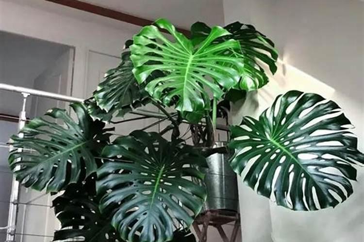 夜间能“制氧气”的10种花,建议卧室养一盆,温馨还能助睡眠