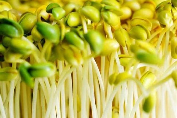 怎么让绿豆发芽？