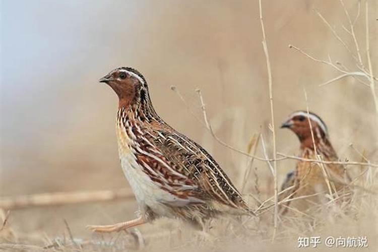 在甜瓜秧根部土上施鹌鹑粪,伤秧苗吧？