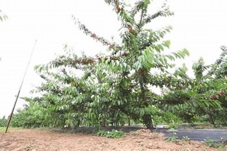 邹日臣大樱桃园有哪些丰产栽培经验？