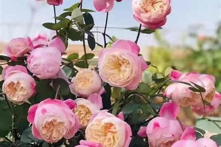 月季夏季施肥时间和方法