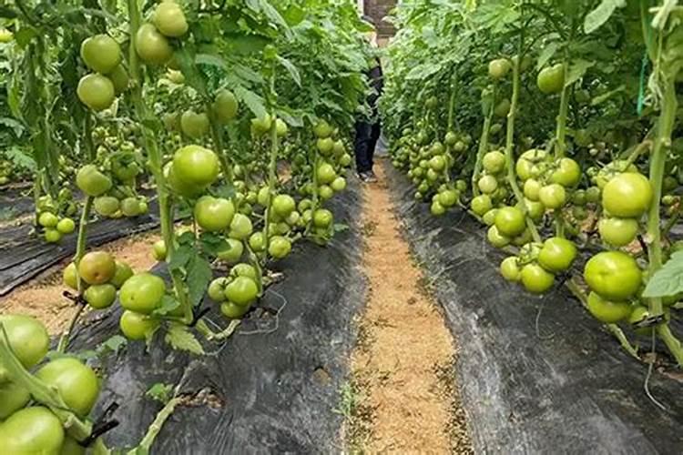 番茄怎样施肥及管理
