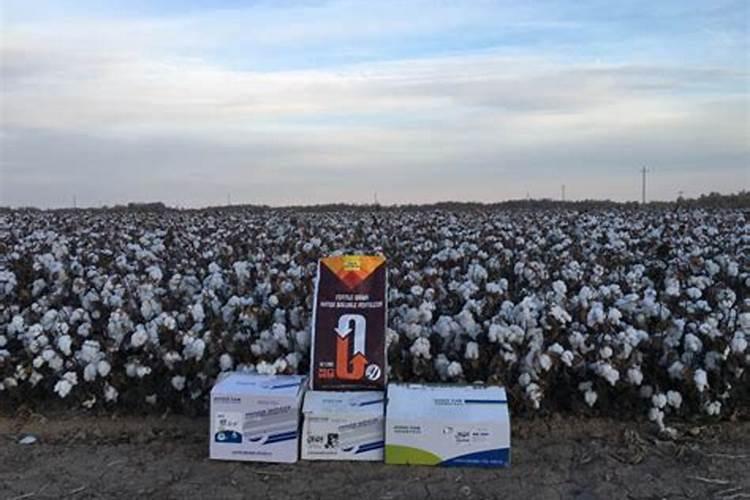 玉米灌浆期后无人机喷施磷酸二氢钾可以吗