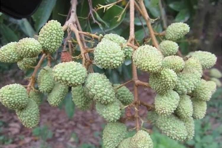 无核荔枝转色落果怎么办