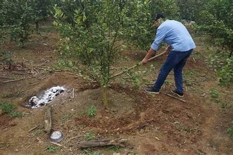 新栽种的茶苗该怎么进行施肥操作