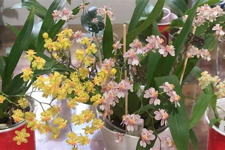 「养花」文心兰的养护方法及注意事项