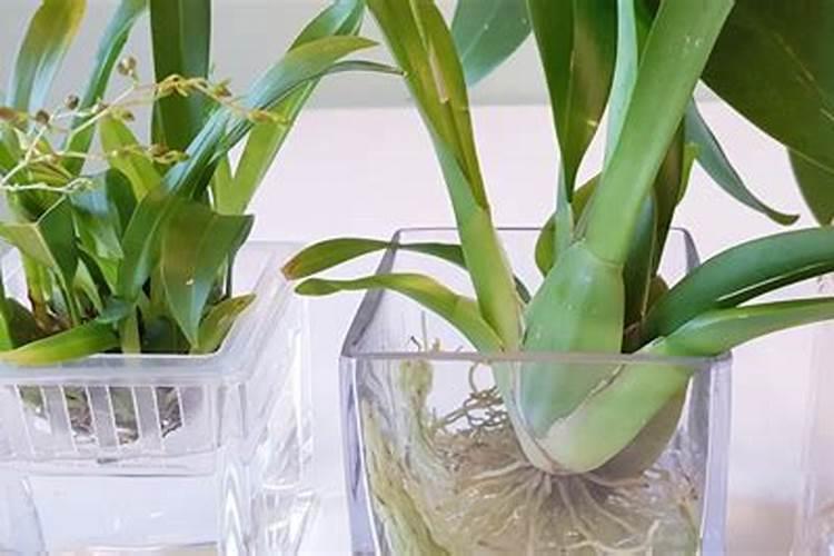 「养花」文心兰的养护方法及注意事项