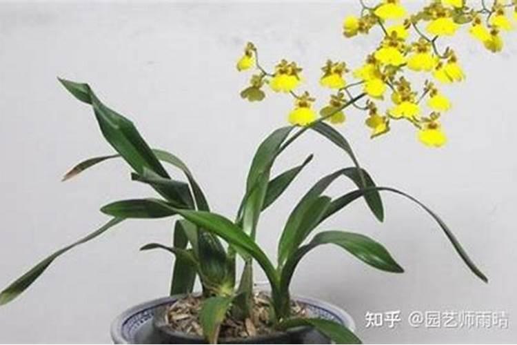 文心兰可以水培吗 文心兰能水培吗