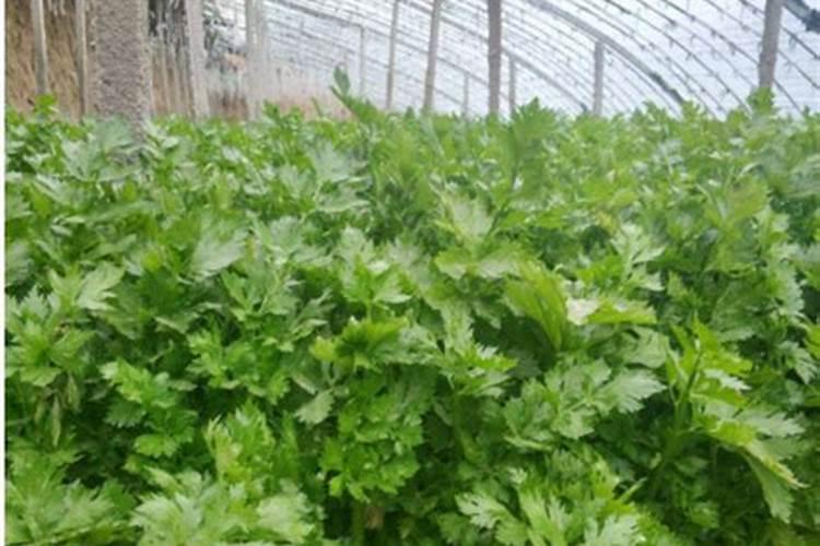 喷什么叶面肥芹菜长得快 喷施方法有哪些
