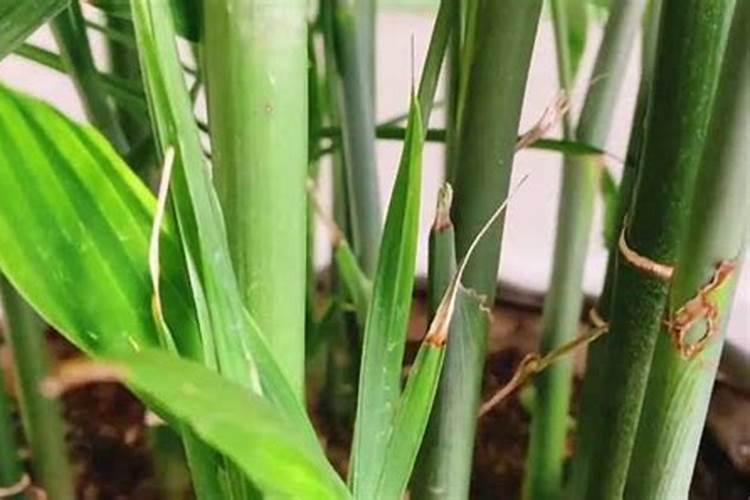 中国十大名牌菌剂